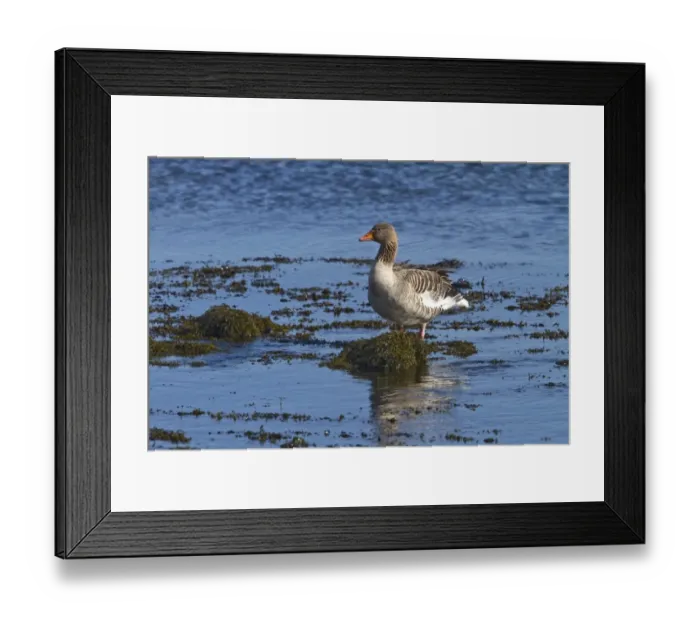 Framed Print : Greylag Goose standing on seaweed, Jura, Scotland Framed Print : Greylag Goose standing on seaweed, Jura, Scotland