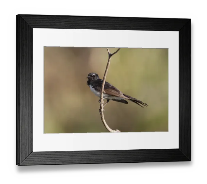 Framed Print : Willie Wagtail (Rhipidura leucophrys) adult, perched on twig, Kakadu N. P. Northern Territory, Australia Framed Print : Willie Wagtail (Rhipidura leucophrys) adult, perched on twig, Kakadu N. P. Northern Territory, Australia