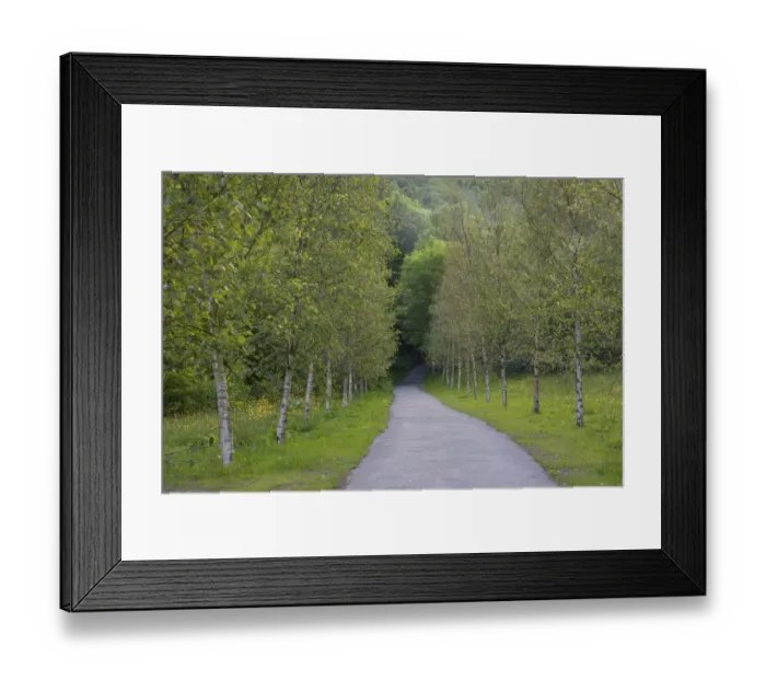 Framed Print : Silver Birch (Betula pendula) avenue, lining track through forest, Cwmcarn Forest Drive, Nantcarn Valley, Caerphilly Framed Print : Silver Birch (Betula pendula) avenue, lining track through forest, Cwmcarn Forest Drive, Nantcarn Valley, Caerphilly
