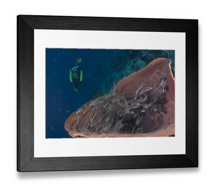 Framed Print : Striped Catfish (Plotosus lineatus) shoal, swimming in Barrel Sponge (Xestospongia testudinaria) Framed Print : Striped Catfish (Plotosus lineatus) shoal, swimming in Barrel Sponge (Xestospongia testudinaria)