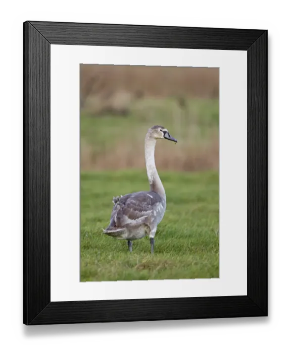Framed Print : Mute Swan (Cygnus olor) juvenile, standing on grazing marsh, Suffolk, England, january Framed Print : Mute Swan (Cygnus olor) juvenile, standing on grazing marsh, Suffolk, England, january