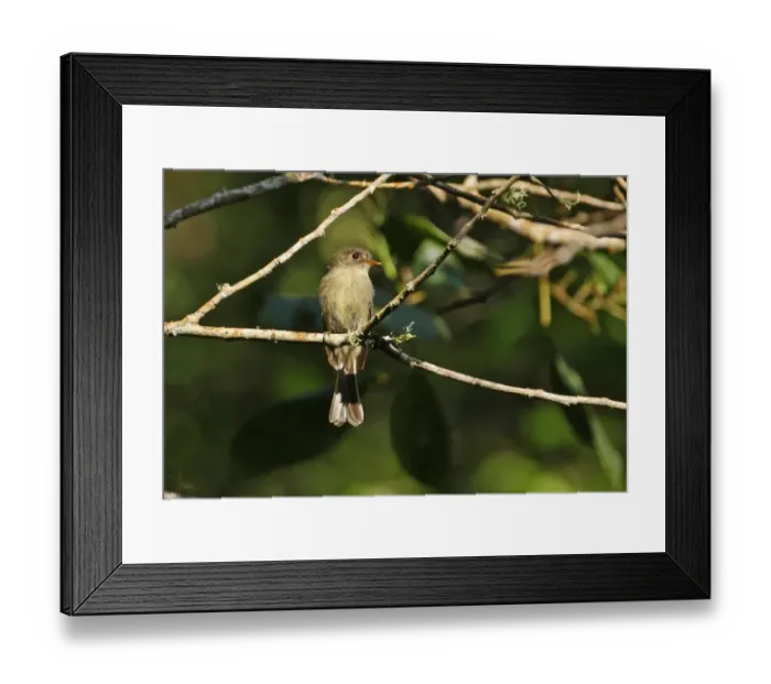 Framed Print : Jamaican Pewee (Contopus pallidus) adult, perched on branch, Blue Mountains, Jamaica, march Framed Print : Jamaican Pewee (Contopus pallidus) adult, perched on branch, Blue Mountains, Jamaica, march