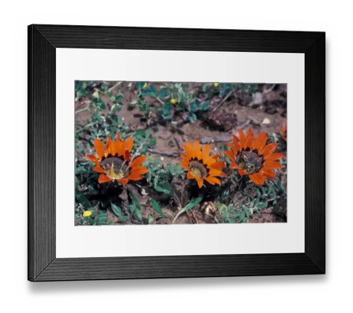 Framed Print : Flower - Gazania Krebsiana / Close-up of flower on plant / South Africa Framed Print : Flower - Gazania Krebsiana / Close-up of flower on plant / South Africa