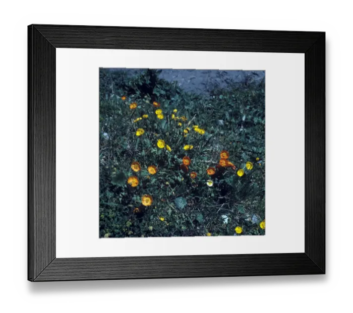 Framed Print : Flower - Mallow Tree (Lavatera arborea) close-up of flowers on plant