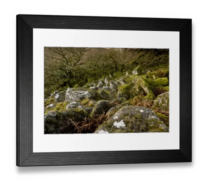 Framed Print : Moss covered boulders and stunted Common Oak (Quercus sp. ) trees in moorland high altitude copse habitat Framed Print : Moss covered boulders and stunted Common Oak (Quercus sp. ) trees in moorland high altitude copse habitat