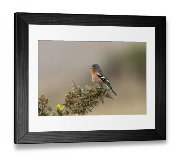 Framed Print : Male Common Chaffinch singing on gorse Framed Print : Male Common Chaffinch singing on gorse