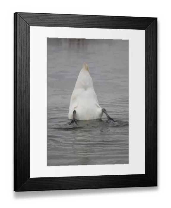 Framed Print : Mute Swan (Cygnus olor) adult, up-ending on water, feeding underwater, Suffolk, England, february Framed Print : Mute Swan (Cygnus olor) adult, up-ending on water, feeding underwater, Suffolk, England, february
