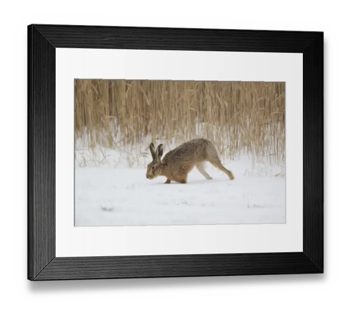 Framed Print : European Hare (Lepus europaeus) adult, running in snow at edge of reedbed, with front legs sinking into snow, Suffolk Framed Print : European Hare (Lepus europaeus) adult, running in snow at edge of reedbed, with front legs sinking into snow, Suffolk