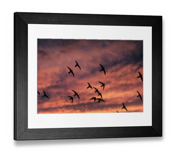 Framed Print : Common Swift (Apus apus) flock, in flight, silhouetted at sunset, France Framed Print : Common Swift (Apus apus) flock, in flight, silhouetted at sunset, France