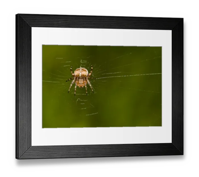 Framed Print : Garden Orb Spider (Araneus diadematus) juvenile, resting on web in garden, Belvedere, Bexley, Kent, England, august Framed Print : Garden Orb Spider (Araneus diadematus) juvenile, resting on web in garden, Belvedere, Bexley, Kent, England, august