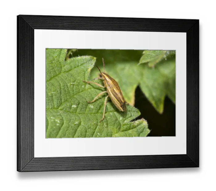 Framed Print : Bishops Mitre Bug (Aelia acuminata) adult, resting on leaf, Crossness Nature Reserve, Bexley, Kent, England, may Framed Print : Bishops Mitre Bug (Aelia acuminata) adult, resting on leaf, Crossness Nature Reserve, Bexley, Kent, England, may