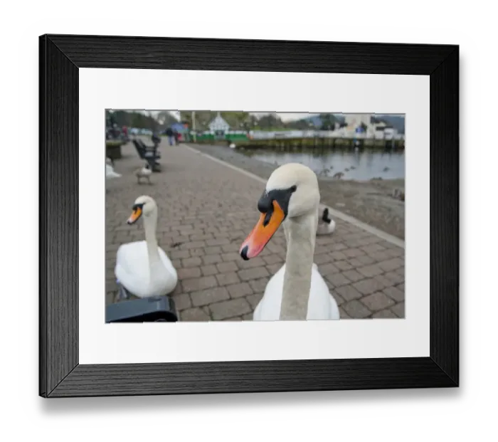 Framed Print : Mute Swan (Cygnus olor) adults, on pavemant at edge of lake, Bowness on Windermere, Lake Windermere, Lake District Framed Print : Mute Swan (Cygnus olor) adults, on pavemant at edge of lake, Bowness on Windermere, Lake Windermere, Lake District