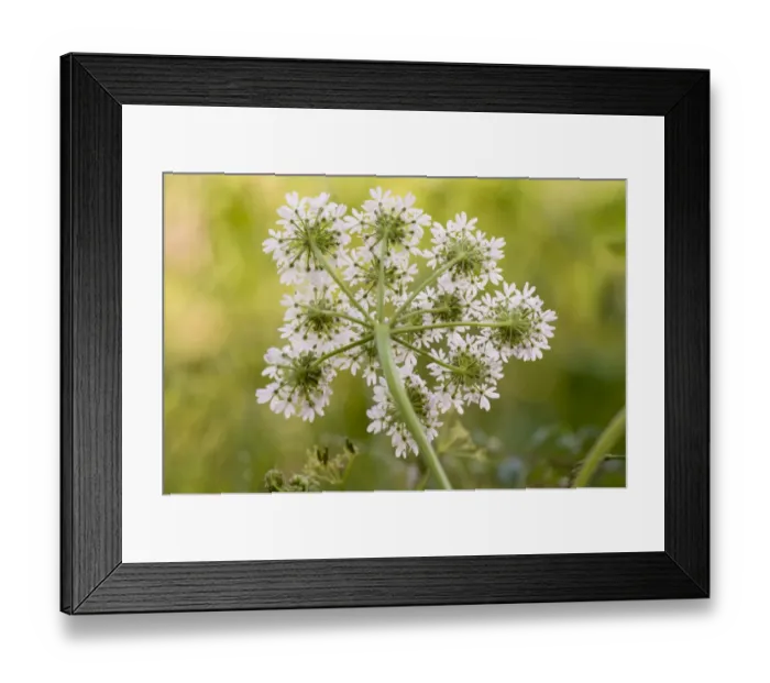 Framed Print : Hogweed (Heracleum sphondylium) flowering, underside of umbel, Crossness Nature Reserve, Bexley, Kent, England, june
