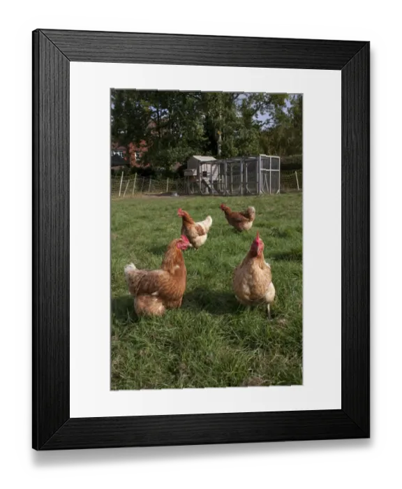 Framed Print : Domestic Chicken, freerange hens, foraging on grass, with coop and run in background on smallholding, England, october Framed Print : Domestic Chicken, freerange hens, foraging on grass, with coop and run in background on smallholding, England, october