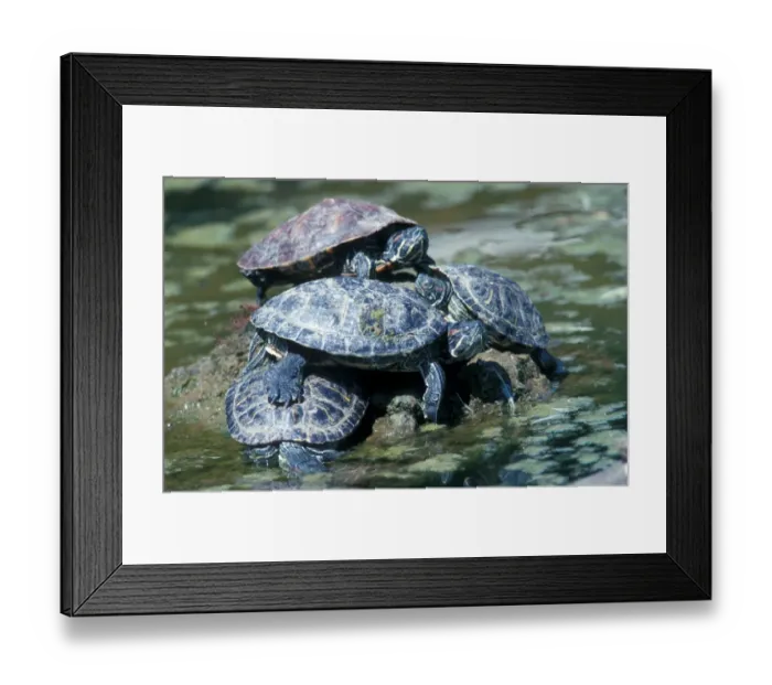 Framed Print : Red-eared Terrapin (Pseudemys scripta elegans)
