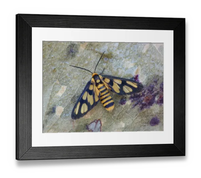 Framed Print : Wasp Moth (Amata huebneri) adult female, roosting amongst dead leaves, Western Australia, Australia Framed Print : Wasp Moth (Amata huebneri) adult female, roosting amongst dead leaves, Western Australia, Australia