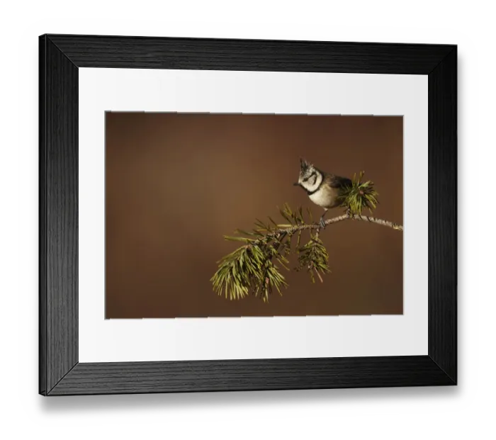 Framed Print : Crested Tit (Lophophanes cristatus) adult, perched on Scots Pine (Pinus sylvestris) branch, Cairngorms, Highlands Framed Print : Crested Tit (Lophophanes cristatus) adult, perched on Scots Pine (Pinus sylvestris) branch, Cairngorms, Highlands