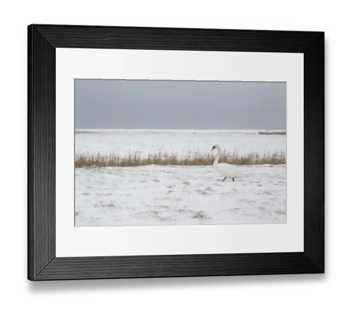 Framed Print : Mute Swan (Cygnus olor) adult, walking on snow covered grazing marsh habitat, Suffolk, England, february Framed Print : Mute Swan (Cygnus olor) adult, walking on snow covered grazing marsh habitat, Suffolk, England, february