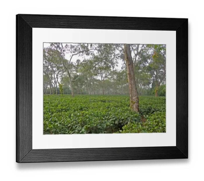Framed Print : Tea (Camellia sinensis) crop, plantation with shade trees, near Kaziranga, Assam, India, january Framed Print : Tea (Camellia sinensis) crop, plantation with shade trees, near Kaziranga, Assam, India, january