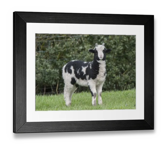 Framed Print : Domestic Sheep, Jacob Sheep, lamb, standing in pasture, Longridge, Lancashire, England, march Framed Print : Domestic Sheep, Jacob Sheep, lamb, standing in pasture, Longridge, Lancashire, England, march