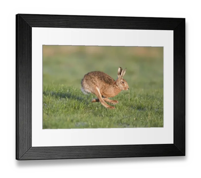 Framed Print : European Hare (Lepus europaeus) adult, running in field, Suffolk, England, march