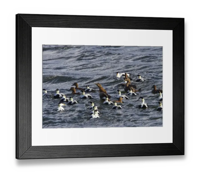 Framed Print : Common Eider ducks, male and female swimming in sea, Jura, Sotland