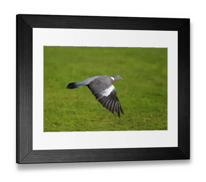 Framed Print : Wood Pigeon (Columba palumbus) adult, in flight, Midlands, England, september