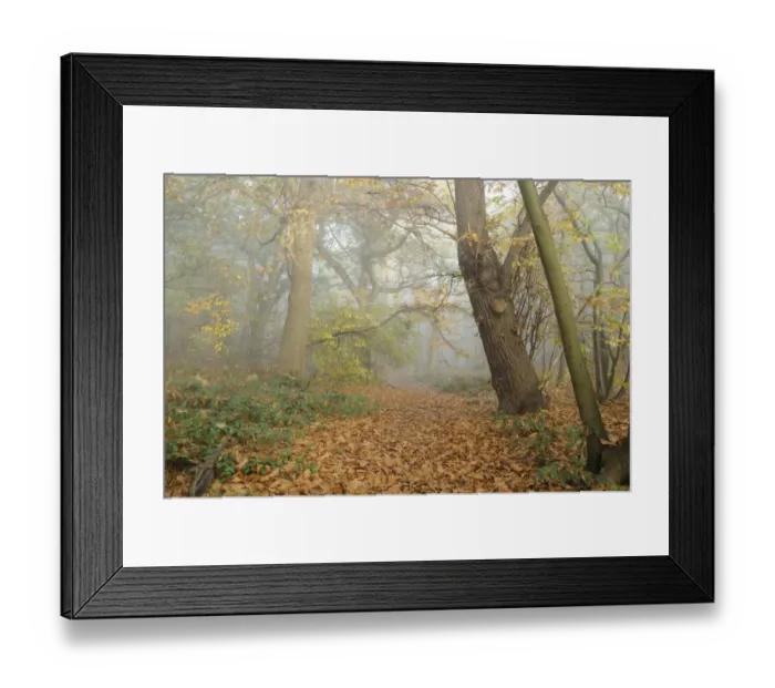 Framed Print : Mixed deciduous woodland in autumn mist, with fallen leaves carpeting footpath, Freston Woods, Suffolk, England