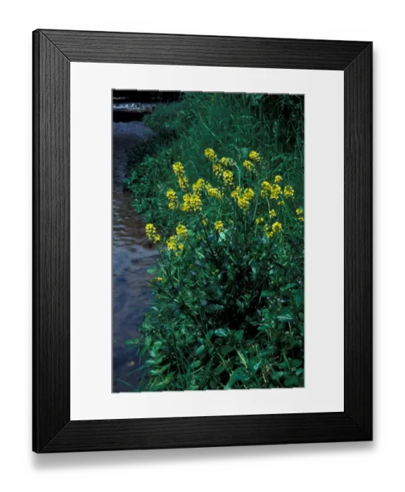 Framed Print : Flower - Cress Winter (Barbarea vulgaris) In flower next to water Framed Print : Flower - Cress Winter (Barbarea vulgaris) In flower next to water