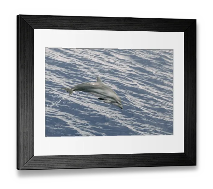 Framed Print : Striped Dolphin (Stenella coeruleoalba) adult, with damaged flipper, leaping out of water, Maldives, march Framed Print : Striped Dolphin (Stenella coeruleoalba) adult, with damaged flipper, leaping out of water, Maldives, march