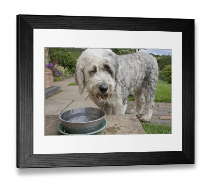 Framed Print : Domestic Dog, Old English Sheepdog, adult female, drinking water from bowl in garden, England, september Framed Print : Domestic Dog, Old English Sheepdog, adult female, drinking water from bowl in garden, England, september