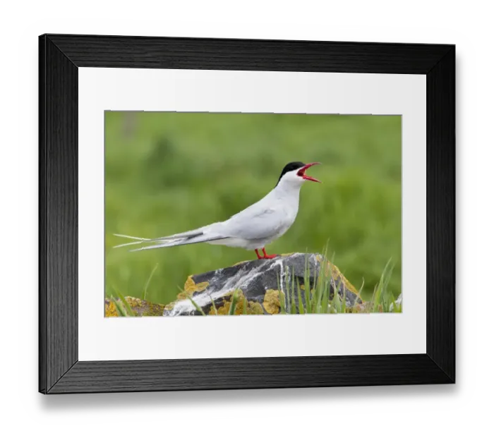 Framed Print : Arctic Tern (Sterna paradisea) adult, calling, standing on lichen covered rock, Inner Farne, Farne Islands Framed Print : Arctic Tern (Sterna paradisea) adult, calling, standing on lichen covered rock, Inner Farne, Farne Islands