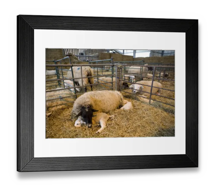 Framed Print : Domestic Sheep, ewes with newborn lambs, resting on straw bedding in lambing shed, England, january