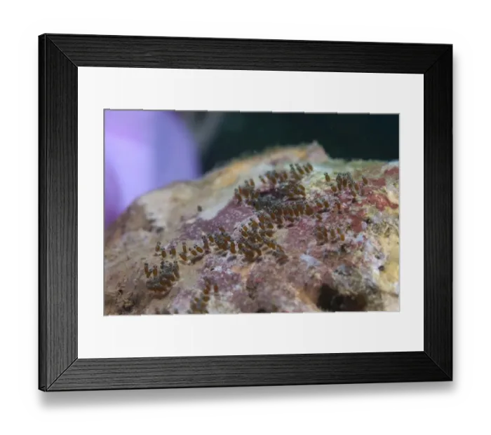 Framed Print : False Clown Anemonefish (Amphiprion ocellaris) eggs, Bunaken, Manado, Northeast Sulawesi, Indonesia Framed Print : False Clown Anemonefish (Amphiprion ocellaris) eggs, Bunaken, Manado, Northeast Sulawesi, Indonesia