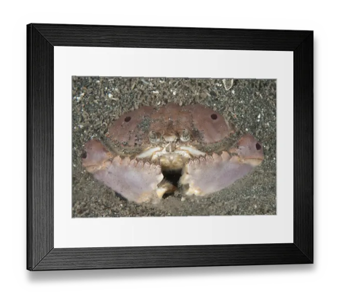 Framed Print : Box Crab (Calappa sp. ) adult, buried in sand at night, Bunaken, Manado, Northeast Sulawesi, Indonesia Framed Print : Box Crab (Calappa sp. ) adult, buried in sand at night, Bunaken, Manado, Northeast Sulawesi, Indonesia