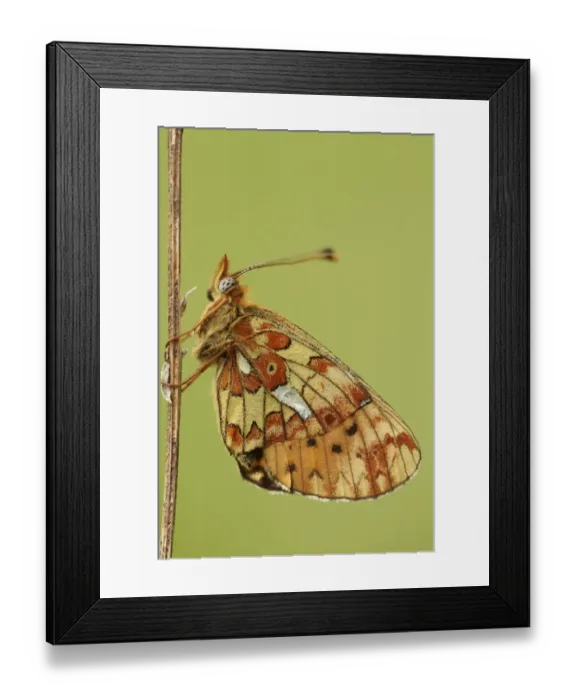 Framed Print : Pearl-bordered Fritillary (Boloria euphrosyne) adult, resting on stem, Worcestershire, England, may Framed Print : Pearl-bordered Fritillary (Boloria euphrosyne) adult, resting on stem, Worcestershire, England, may