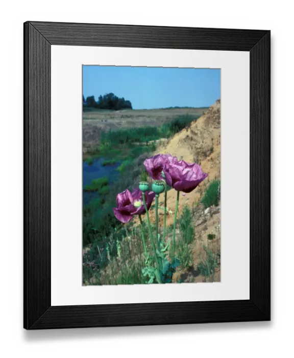 Framed Print : Flower - Opium Poppy (Papaver somniferus) Close-up / growing on sandy soil Framed Print : Flower - Opium Poppy (Papaver somniferus) Close-up / growing on sandy soil