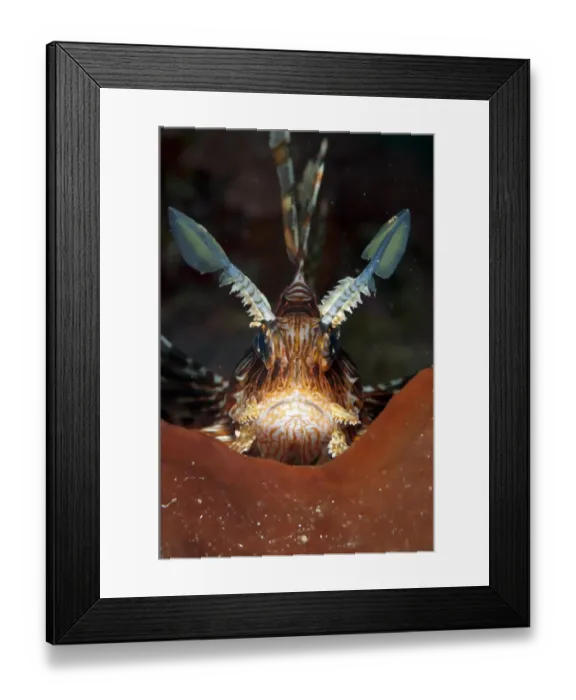 Framed Print : Red Lionfish (Pterois volitans) adult, close-up of head, on sponge, Manado, Northeast Sulawesi, Indonesia Framed Print : Red Lionfish (Pterois volitans) adult, close-up of head, on sponge, Manado, Northeast Sulawesi, Indonesia