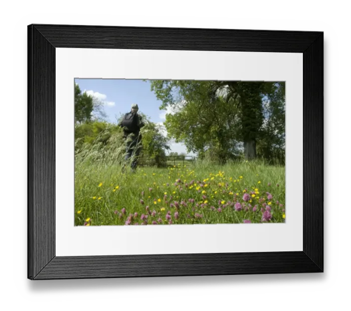 Framed Print : Walker passing through wildflower meadow, near Long Marston, Hertfordshire, England, may Framed Print : Walker passing through wildflower meadow, near Long Marston, Hertfordshire, England, may