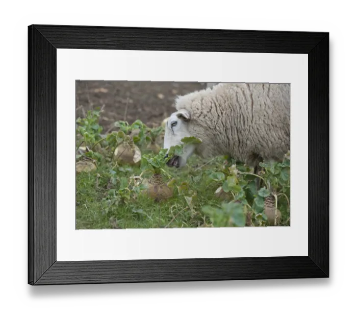 Framed Print : Domestic Sheep, Lleyn ewe, feeding, strip grazing Swede (Brassica napobrassica) crop, Welshpool, Powys, Wales, february Framed Print : Domestic Sheep, Lleyn ewe, feeding, strip grazing Swede (Brassica napobrassica) crop, Welshpool, Powys, Wales, february