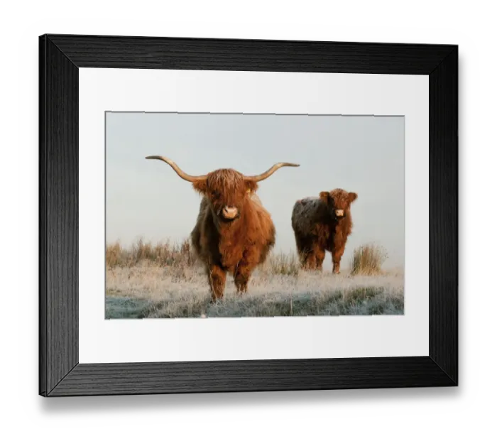 Framed Print : Domestic Cattle, Highland Cattle, cow and calf, standing on frost covered grazing marsh at dawn Framed Print : Domestic Cattle, Highland Cattle, cow and calf, standing on frost covered grazing marsh at dawn