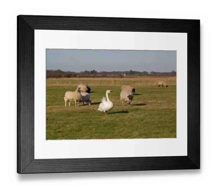 Framed Print : Mute Swan (Cygnus olor) adult, with Suffolk mule sheep, on coastal grazing marsh habitat, Suffolk, England, january