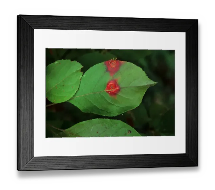 Framed Print : Cultivated Crabapple (Malus sp. ) close-up of leaves, infected with Cedar-apple Rust
