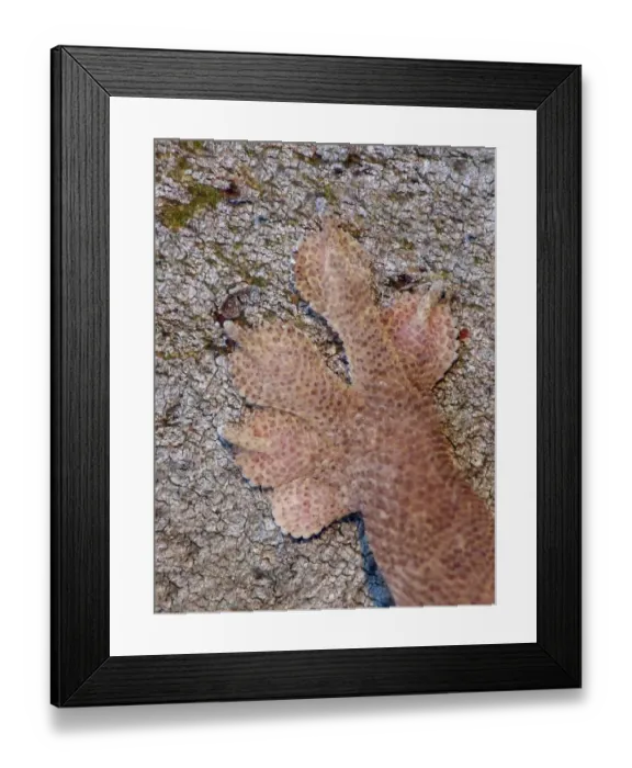 Framed Print : Common House Gecko (Hemidactylus frenatus) introduced species, adult, close-up of front foot, Western Australia Framed Print : Common House Gecko (Hemidactylus frenatus) introduced species, adult, close-up of front foot, Western Australia