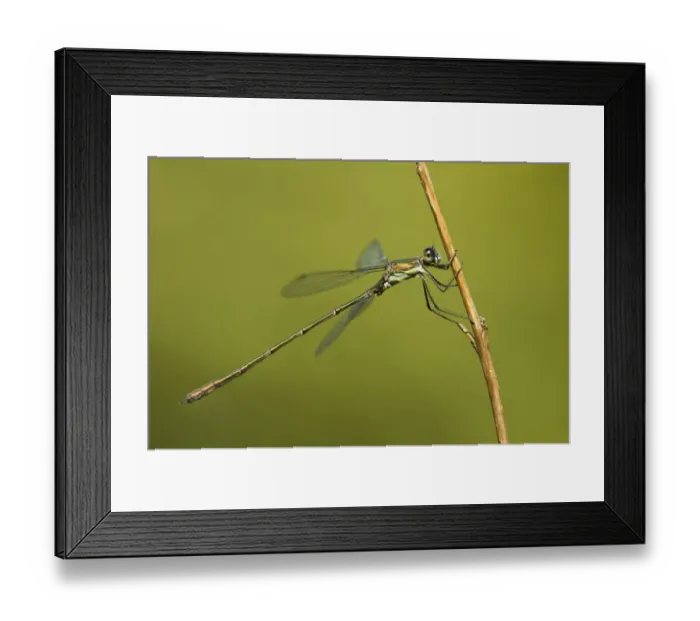 Framed Print : Willow Emerald Damselfly (Chalcolestes viridis) adult male, resting on twig, Staverton Lakes, Suffolk, England, august Framed Print : Willow Emerald Damselfly (Chalcolestes viridis) adult male, resting on twig, Staverton Lakes, Suffolk, England, august