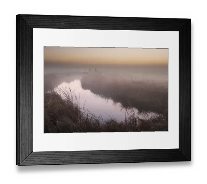 Framed Print : Great Reedmace (Typha latifolia) growing along flooded ditch in grazing marsh habitat at sunrise Framed Print : Great Reedmace (Typha latifolia) growing along flooded ditch in grazing marsh habitat at sunrise