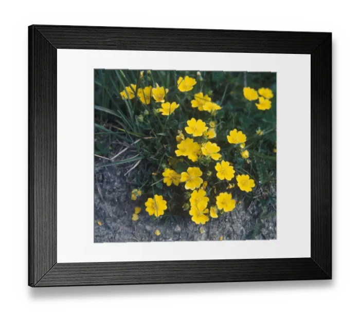 Framed Print : Golden Cinquefoil Framed Print : Golden Cinquefoil