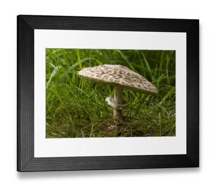 Framed Print : Shaggy Parasol (Macrolepiota rhacodes) fruiting body, showing ring around stipe, growing in grass, Clumber Park Framed Print : Shaggy Parasol (Macrolepiota rhacodes) fruiting body, showing ring around stipe, growing in grass, Clumber Park