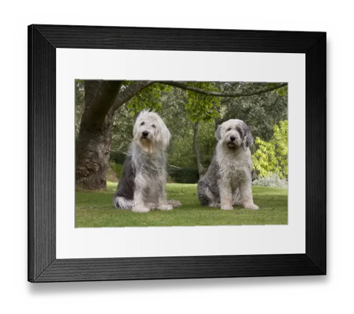Framed Print : Domestic Dog, Old English Sheepdog, elderly adult female and young female, sitting on grass, England, september Framed Print : Domestic Dog, Old English Sheepdog, elderly adult female and young female, sitting on grass, England, september