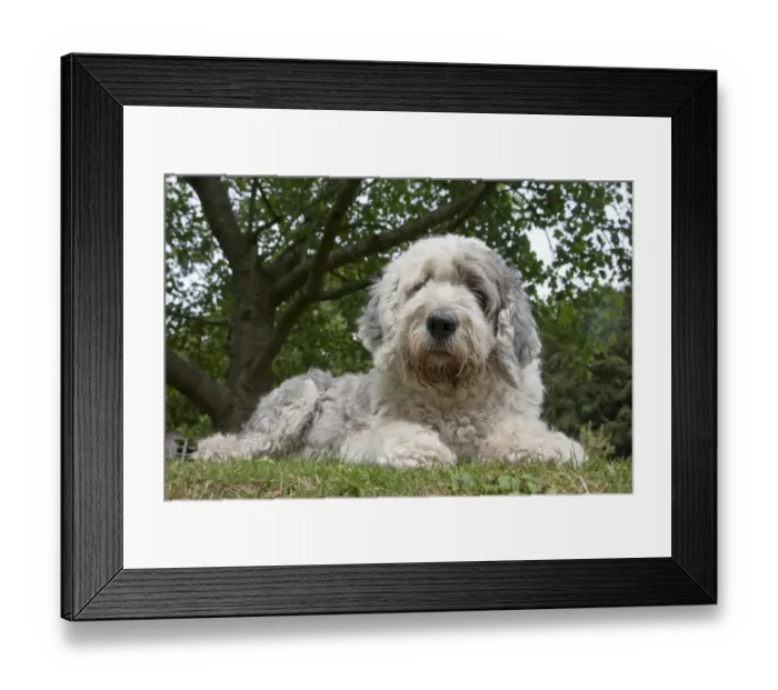 Framed Print : Domestic Dog, Old English Sheepdog, young female, resting on grass, England, september